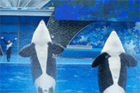 Orlando Seaworld