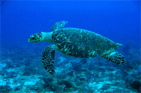 Top Destinations for Green Holiday Getaways