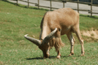 Wildlife Safaris Top Holiday Enjoyed By British Individuals