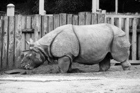 Rhino safari ideal for Namibia holidays
