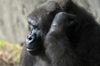 Gorilla trek offers holiday of a lifetime