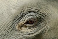 Sri Lankan elephant gathering offers a wildlife spectacle