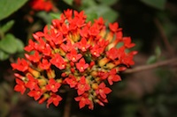 Bangalore