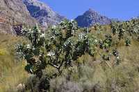 Kilimanjaro
