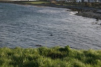 GWY, Galway