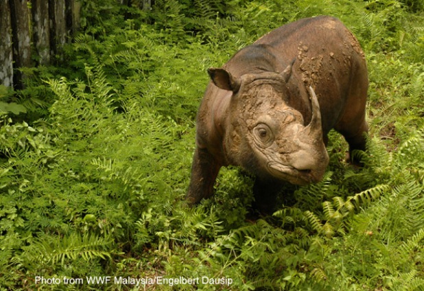 Sabah in Borneo