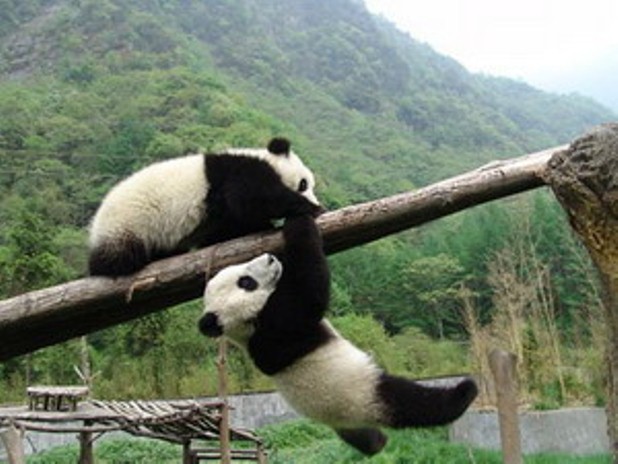 Wolong National Reserve in China