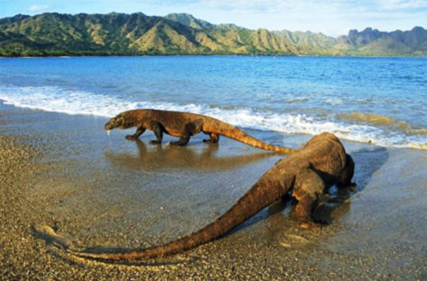 Komodo Park in Indonesia