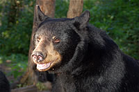 Black bears at the Vince Shute Wildlife Sanctuary