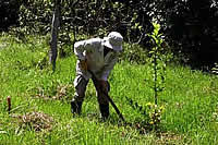 Tree planting