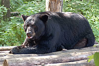 American Bear Association