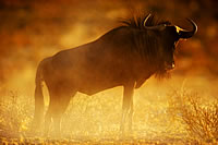 Wildebeest