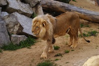 Angola