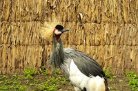 Congo Democratic Rep Of