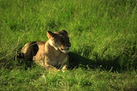 Cameroon