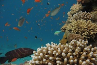 Eritrea