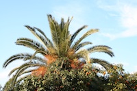 Gabon