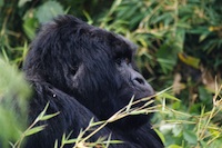 Rwanda