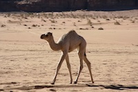 Saudi Arabia