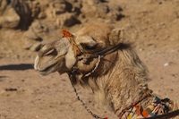 Sudan