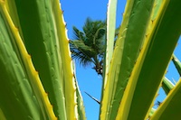 El Salvador