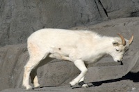 ANC, Anchorage