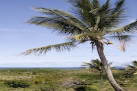 MPM, Maputo