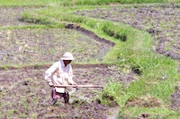 MZV, Mulu