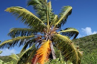 NAN, Nadi