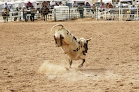 PNA, Pamplona