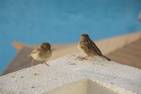 WVB, Walvis Bay